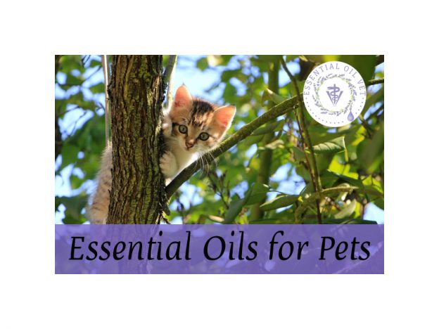 Essential Oils for Pets with Dr. Janet Roark (DVM) course image