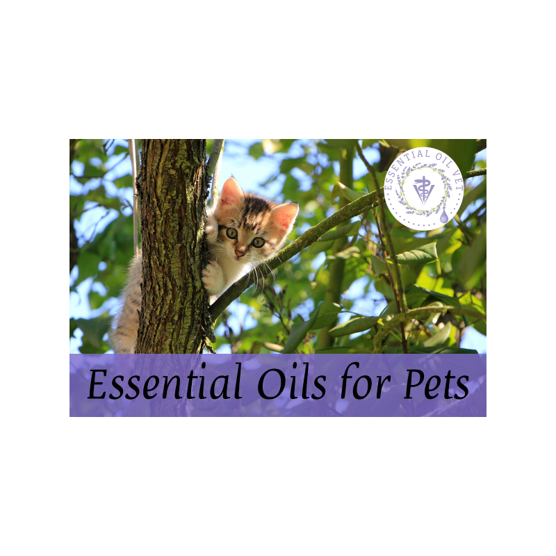Essential Oils for Pets with Dr. Janet Roark (DVM)