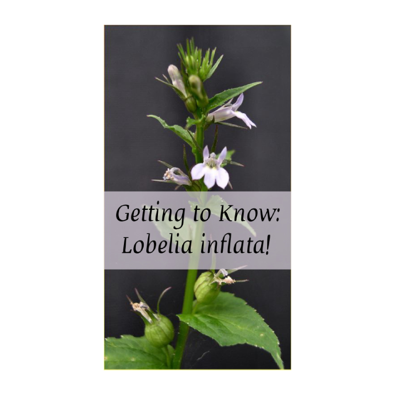 Getting to Know: Lobelia inflata with Kristie Miller, MH, CA