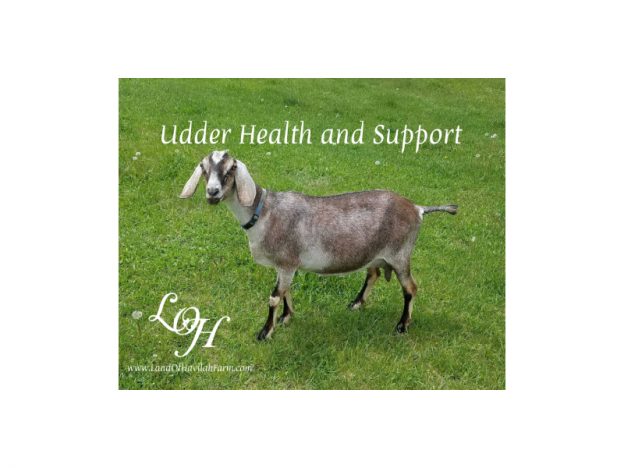 Udder Health & Support with Kristie Miller, MH, CA course image