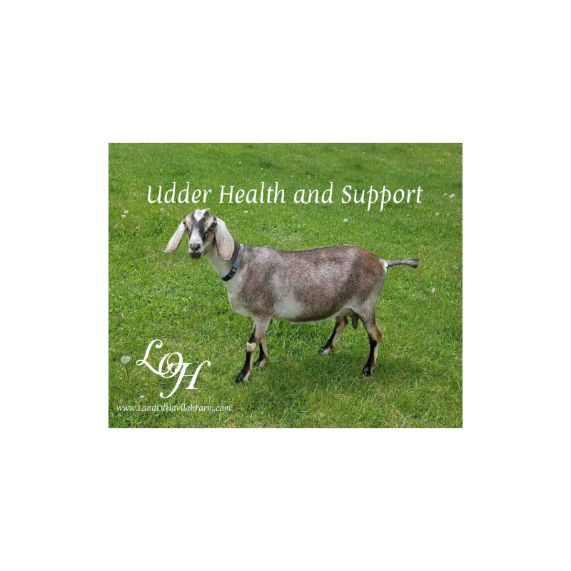 Udder Health & Support with Kristie Miller, MH, CA