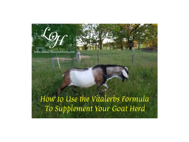 How to Use the Vitalerbs Formula to Supplement Your Goat Herd/Animals course image