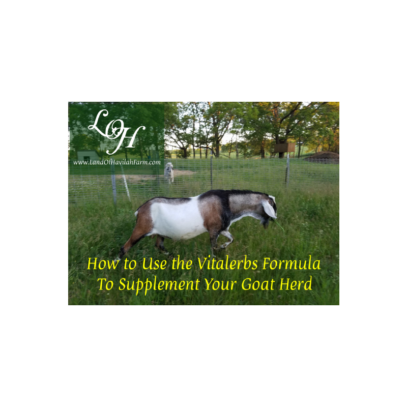 How to Use the Vitalerbs Formula to Supplement Your Goat Herd/Animals