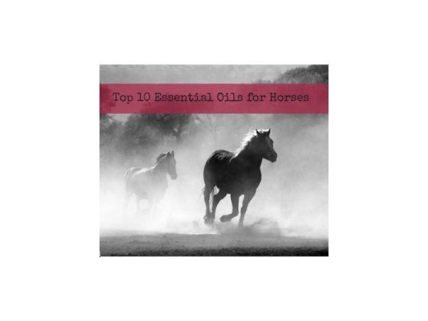 Top 10 Essential Oils for Horses WEBINAR with Dr. Janet Roark (DVM) course image