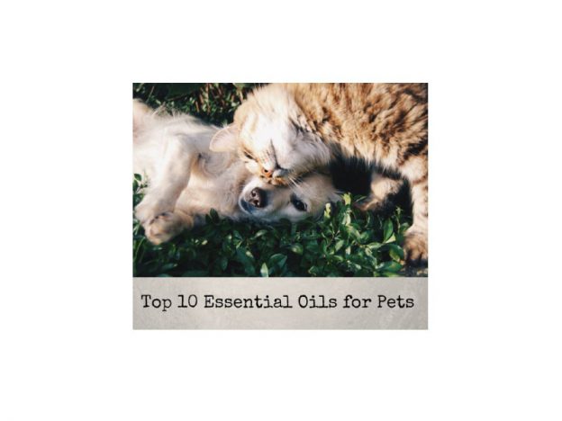 Top 10 Essential Oils for Pets WEBINAR with Dr. Janet Roark (DVM) course image